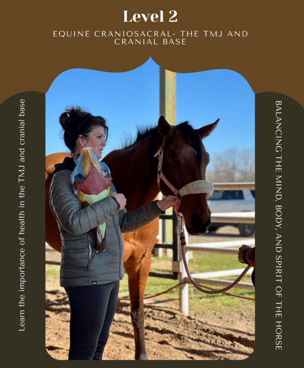 Level 2 - Cranial Base and TMJ