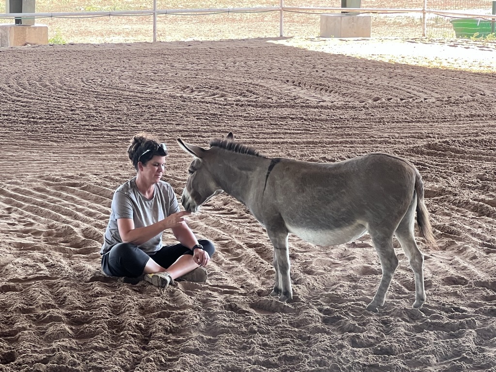 Equine therapy session