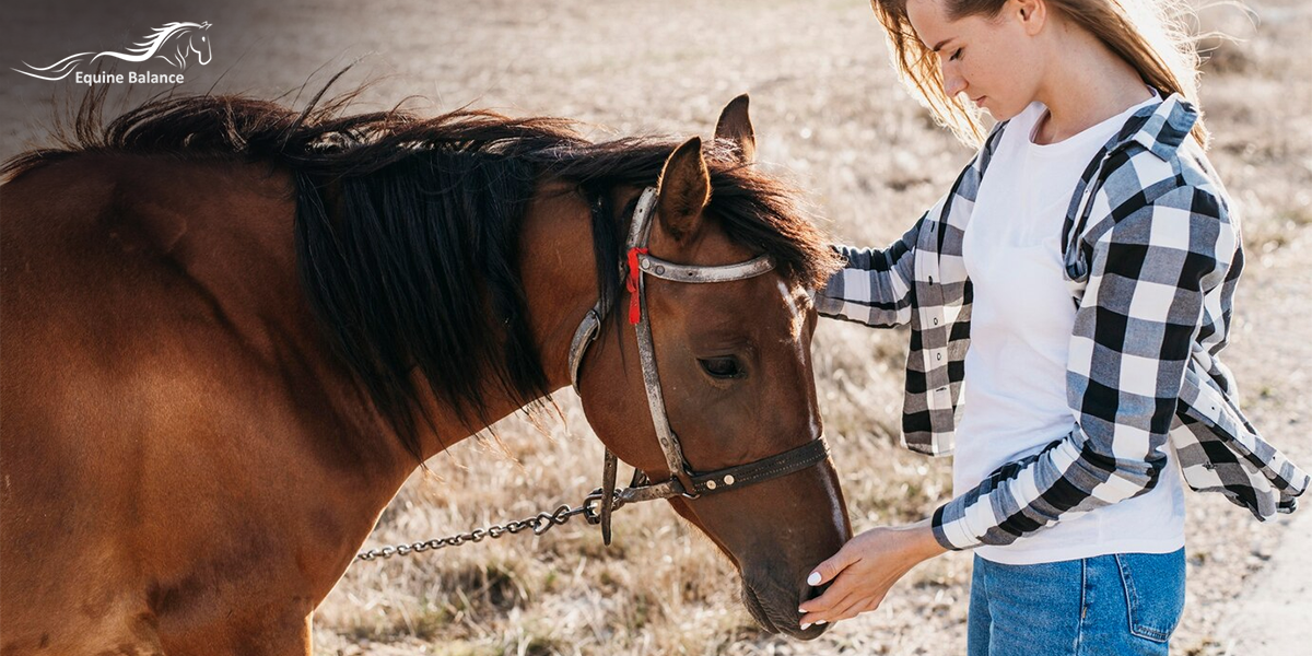 The Benefits of Getting an Equine Online Course Certification for Healing Horses